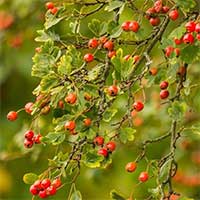 Hawthorn Berry ingredient  - ENDOPEAK Ingredient